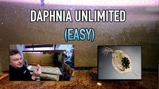 How I Raise Daphnia Water Fleas And You Can Too [upl. by Howard]