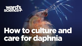 Caring and Culturing for Daphnia [upl. by Pierce]