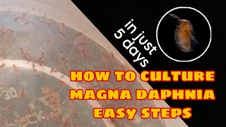 How to Culture Magna Daphnia Easily [upl. by Radec]