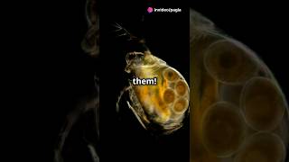 How to culture Daphnia for your Aquarium [upl. by Neirda]