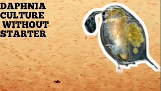 HOW TO CULTURE DAPHNIA NATURALLY WITHOUT A STARTER [upl. by Inoy584]