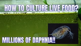 How to Culture Daphnia Secret Method to Breed MILLIONS  Simply Aquatic [upl. by Ileek]