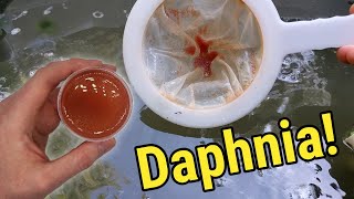 How I Culture Daphnia In Outdoor Tubs [upl. by Guerin]