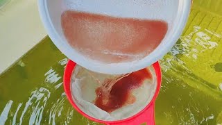 How to culture daphnia  Daphnia culture  How to grow daphnia outdoor [upl. by Annotahs77]