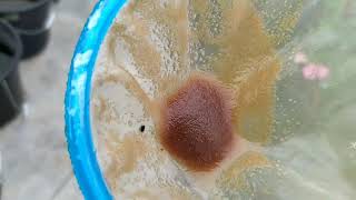 How to culture daphnia moina in a small container Part 1 English Subtitle [upl. by Llevad118]