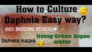 Daphnia MagnaHow to Culture Daphnia Easy wayCulturing Daphnia using Green water Daphnia [upl. by Serg]