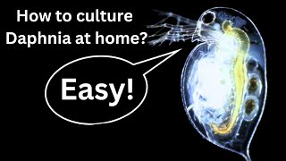 BEST Live Fish Food Beginner guide How to Culture Daphnia at home [upl. by Eninaej]