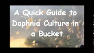 How to culture daphnia outside [upl. by Blackmun]