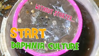 How to culture daphnia moina the easy way 1  Starting the Daphnia culture [upl. by Ahseik]