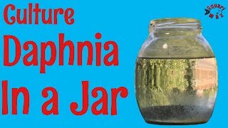 How to Culture Daphnia in a Jar [upl. by Blythe]