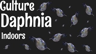 How to Culture Daphnia [upl. by Annaira980]