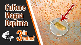 How to culture DAPHNIA MAGNA  The easy way [upl. by Hcirdeirf]