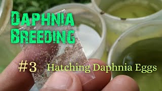 Daphnia Culture made simple and easy 3  Hatching Daphnia eggs [upl. by Frederik]