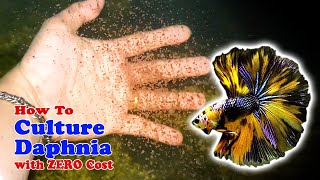 How to Culture Daphnia with ZERO Cost  Unlimited Live Food For Our Fish [upl. by Ennadroj]