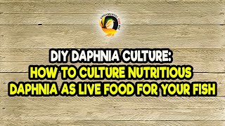 DIY Daphnia Culture How to Culture Nutritious Daphnia as Live Food for Your Fish [upl. by Milka444]