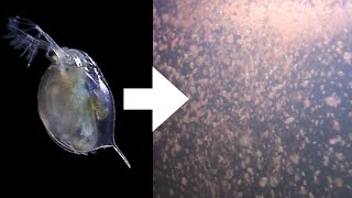 How I Culture Daphnia [upl. by Ledua]