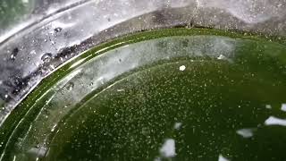 DAPHNIA MOINA CULTURE IN A SMALL BUCKET [upl. by Cristiano]