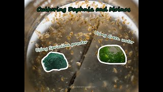 How To Culture Daphnia and Moinas using Green Water Spirulina powder [upl. by Atekram]