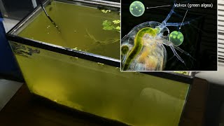 Raising Daphnia for the Freshwater Aquarium [upl. by Ladnar]