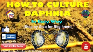 HOW TO CULTURE DAPHNIA In Easy Way [upl. by Icak]